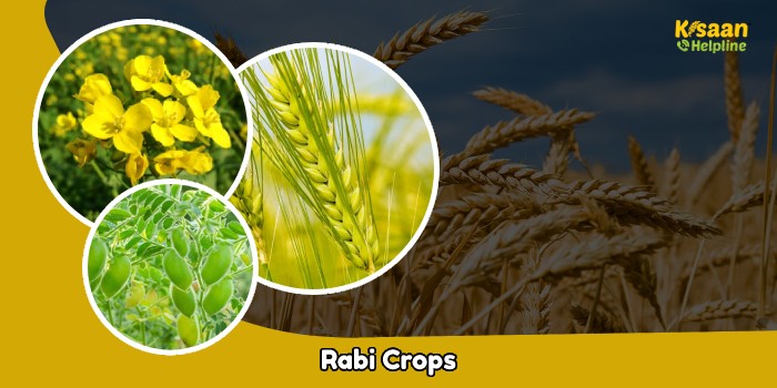 रबी फसलों को लेकर किसान भाईयों के लिए कृषि वैज्ञानिकों की विशेष सलाह